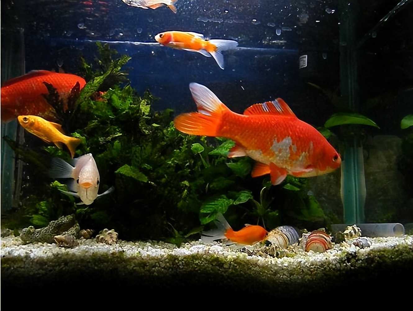 鱼撞缸是怎么回事？鱼撞缸的6种原因！