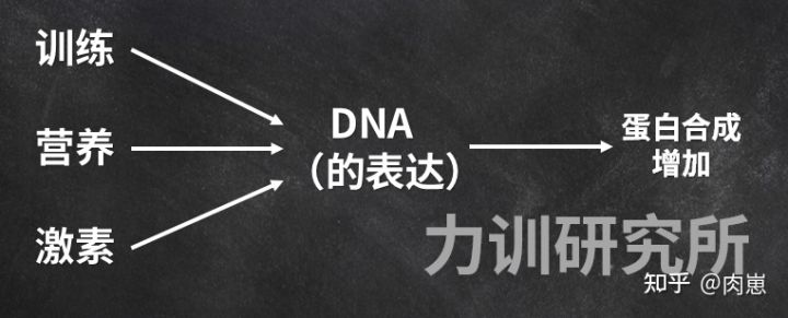 健身增肌的原理是什么,健身增肌原理动作讲解