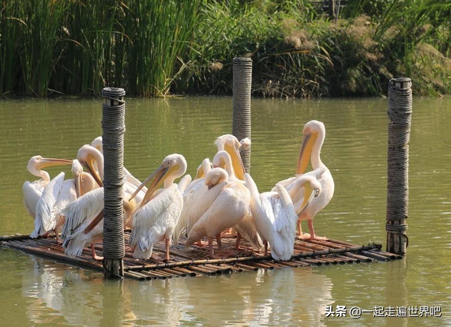 南沙黄山鲁森林公园一日游,广州南沙古港一日游攻略