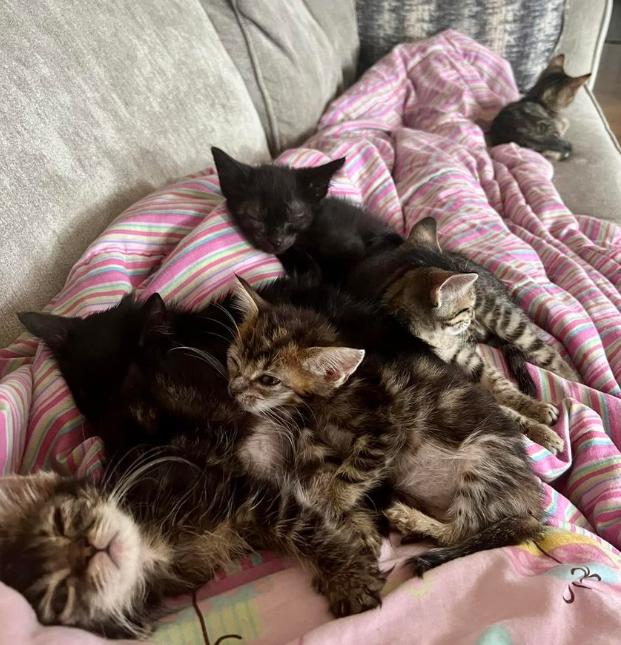 奶猫腹部稍硬就是要排便,奶猫体检