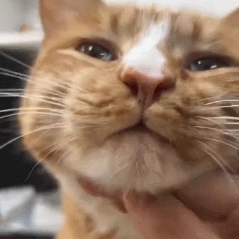 猫咪身上有个神奇的开关,猫咪身上的神秘开关