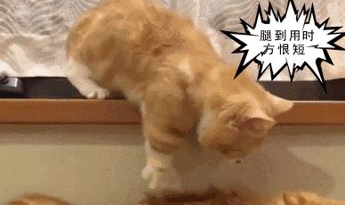 短腿猫优点,短腿猫好养活吗