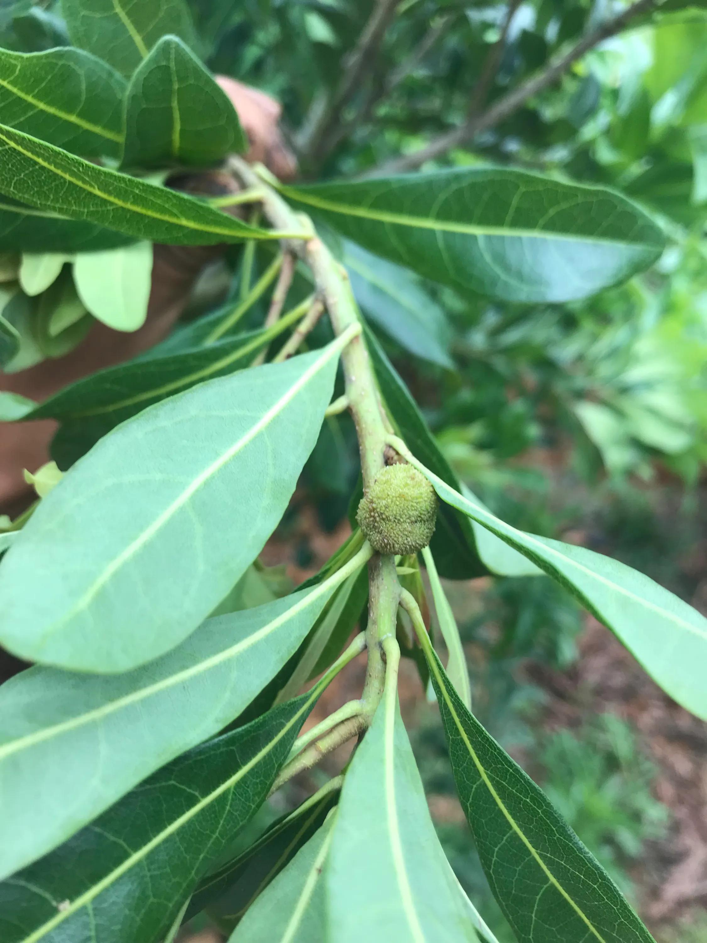 杨梅小叶病,攻克杨梅小叶病