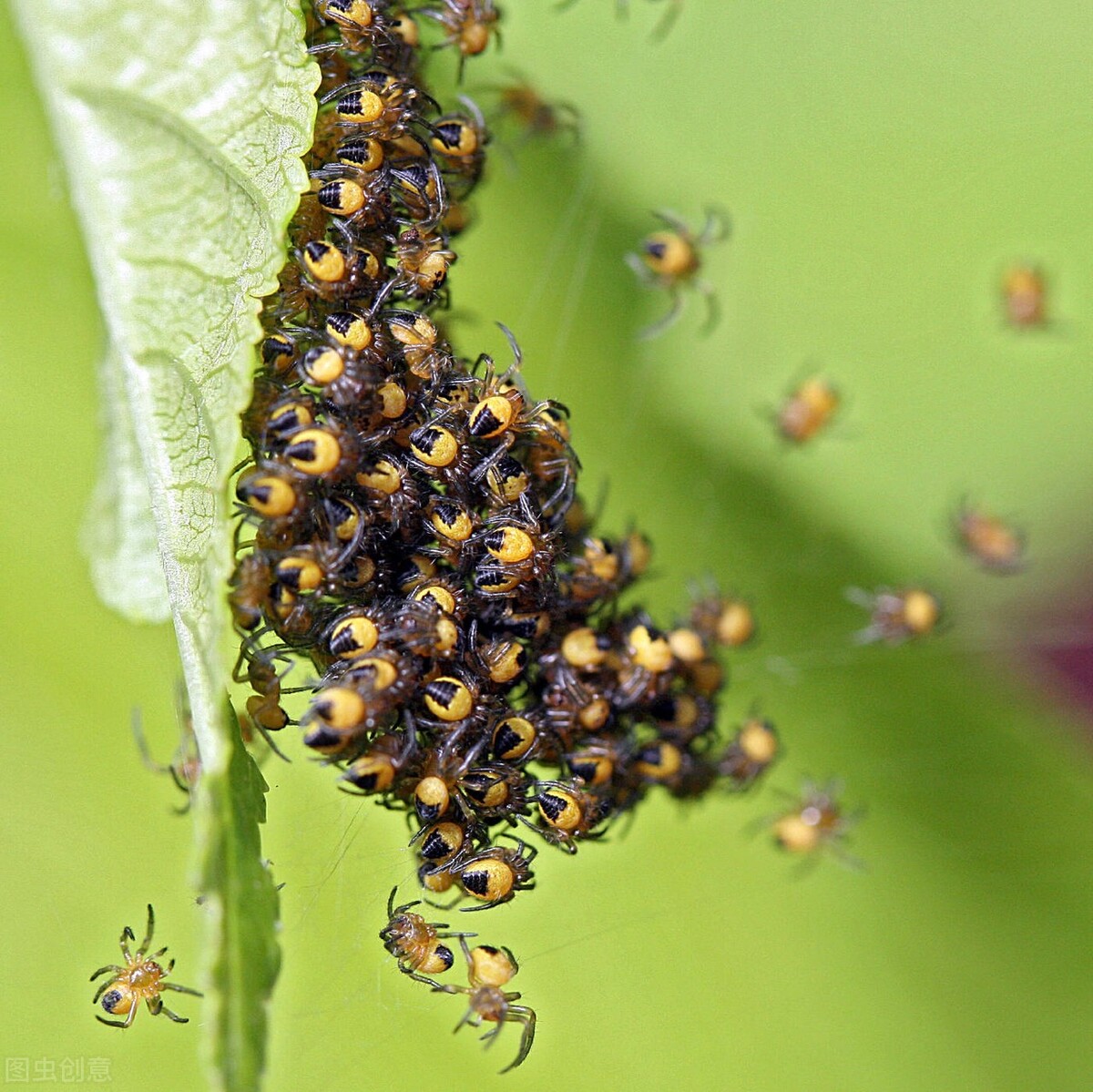 蜘蛛网是如何形成的它们从何而来,蜘蛛网属于什么材质