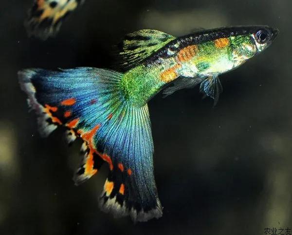 各种漂亮鱼的名称及图片,漂亮可爱的海水观赏鱼