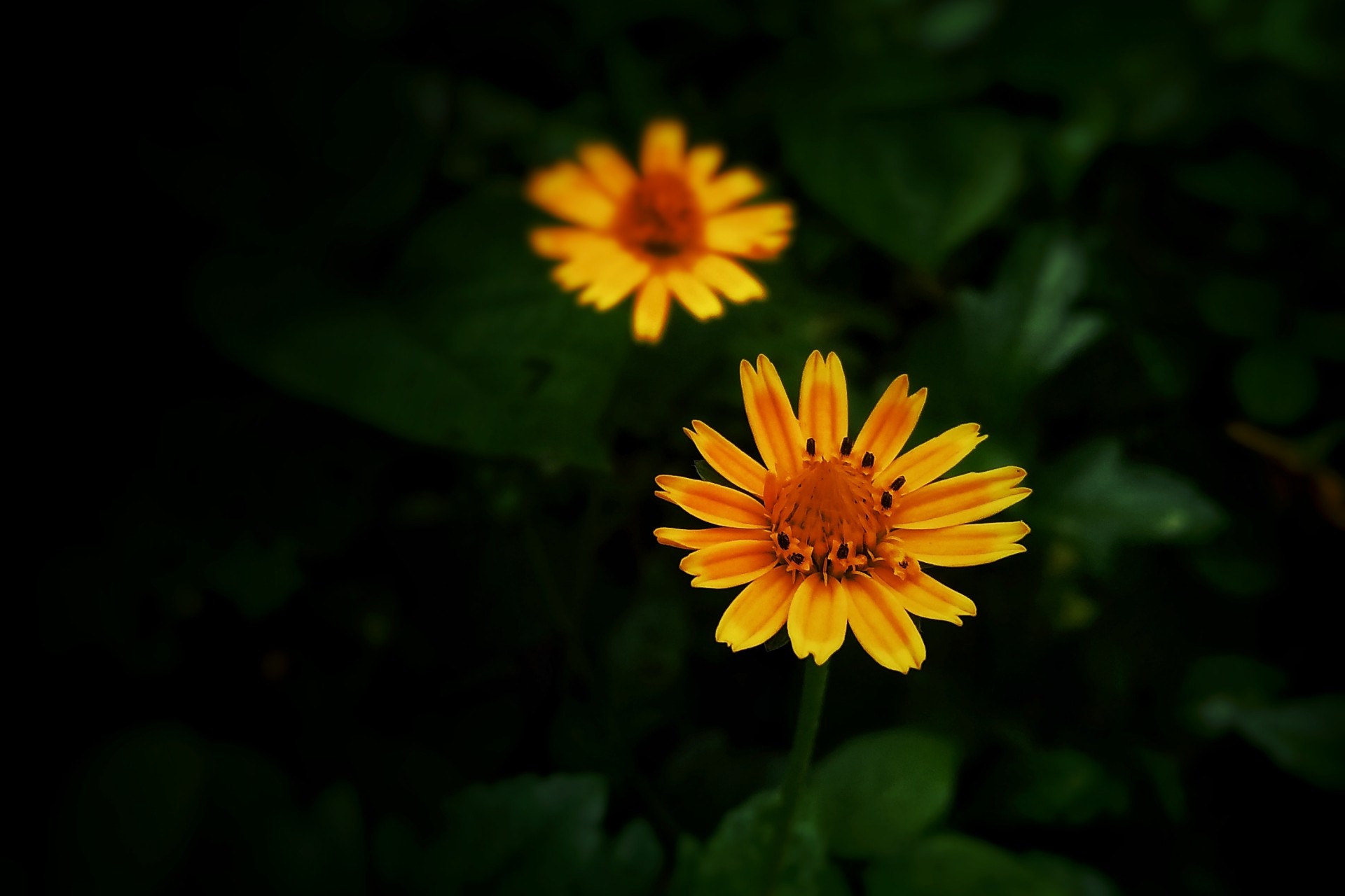 爱到入心入骨,爱你入骨情入心