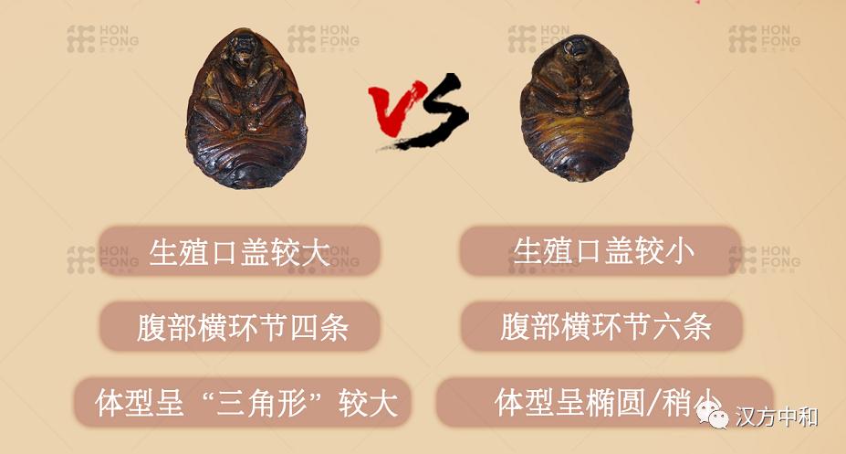 雄土鳖虫可以入药吗,土鳖虫为什么只能用雌虫