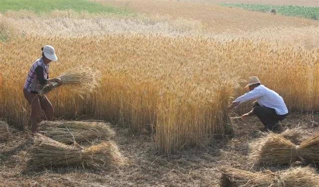 床下传来的铃声让我想起妻子，我该如何面对？