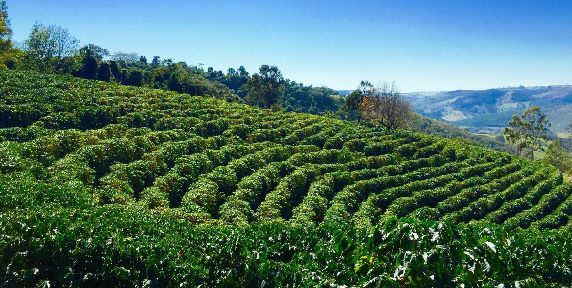 巴西为什么是体育强国,巴西的足球为什么那么强大
