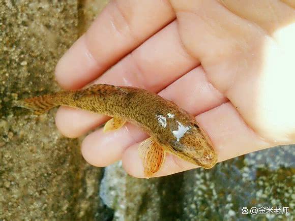 农村十大野生河鲜,农村河鲜有哪些