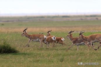 赵久莲：青海湖畔的中华对角羚