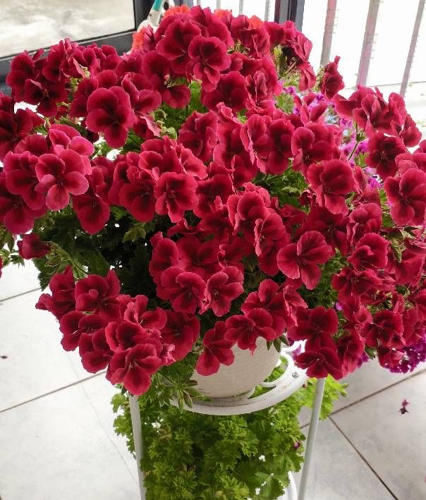 驱蚊虫重瓣大花天竺葵盆栽,天竺葵驱蚊虫吗