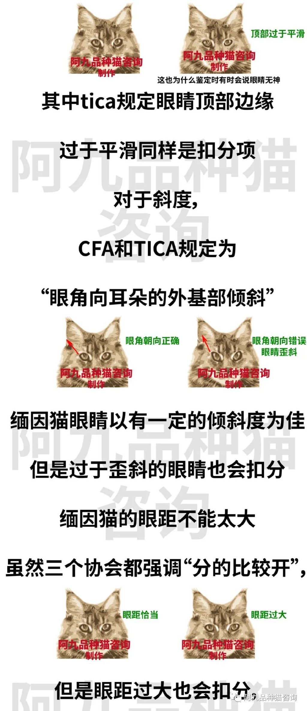 缅因猫品相极好的多少钱,品相一般的缅因猫什么价格
