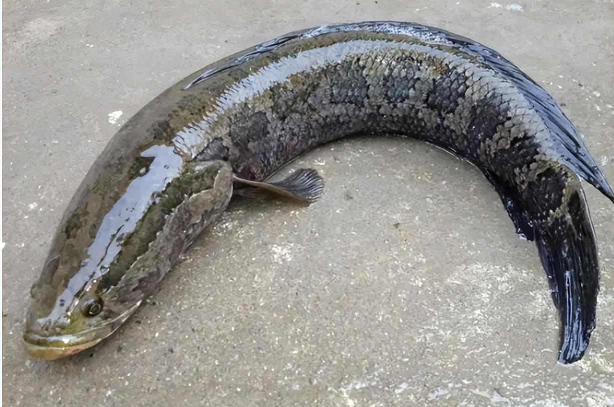 野生鱼，你买对了吗？