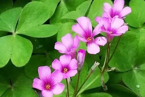 三叶草永远的一抹绿,三叶草我们眼中的缤纷世界