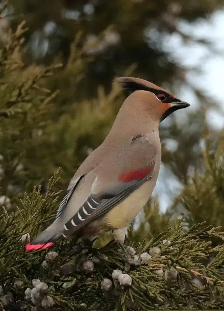 太平鸟图片大鸟,太平鸟图片大全高清壁纸