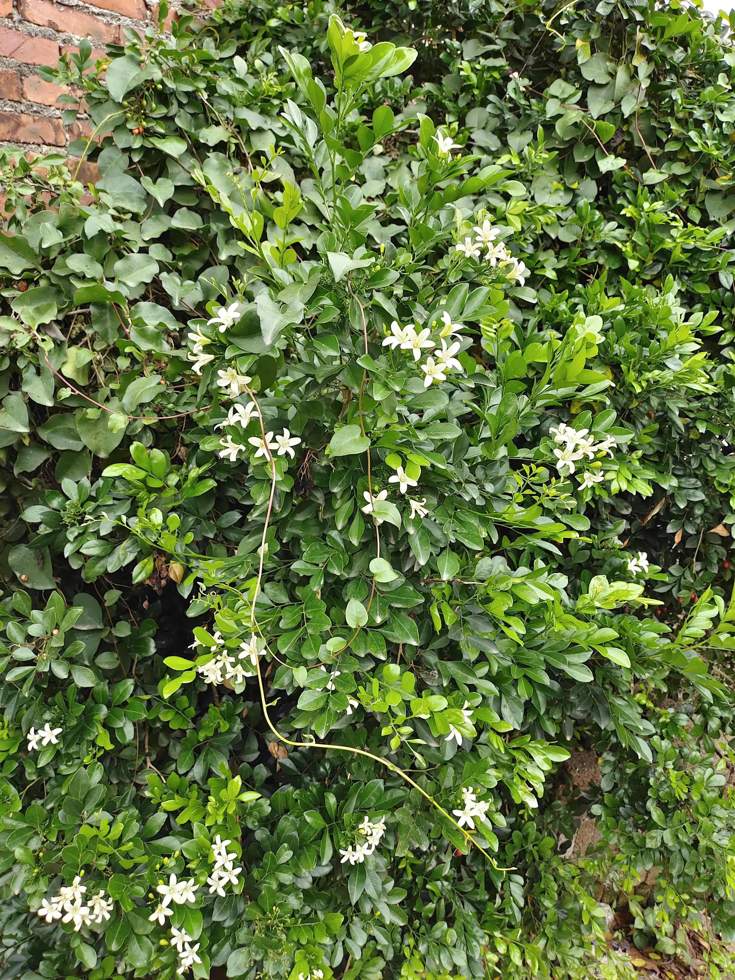 咋样能让九里香开很多花,九里香养多长时间才能开花