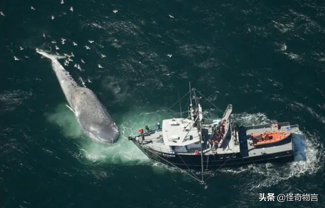 鲸鱼为什么会被赶走,鲸鱼大规模搁浅的原因是什么