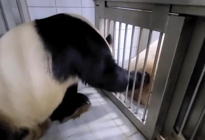 央妈也蹭热度官宣爱宝二胎，宝家族自然繁育的故事，再次开花结果