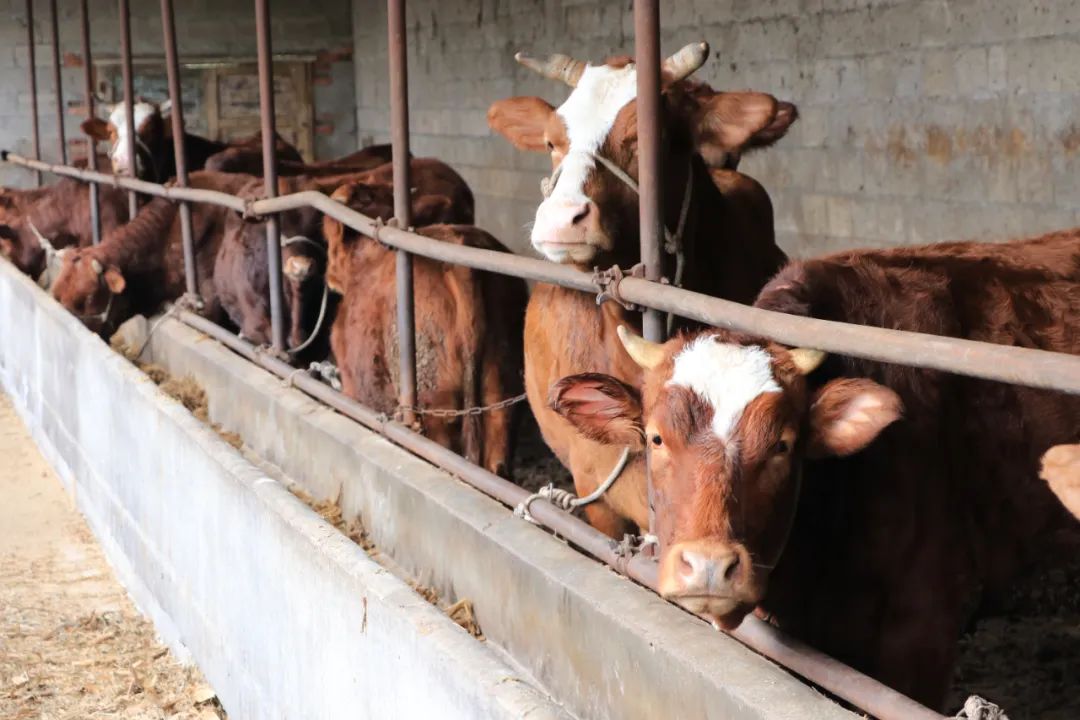 【凝神谋发展实干兴陇原——“三抓三促”行动进行时】徽县栗川镇：壮大肉牛产业助力乡村振兴