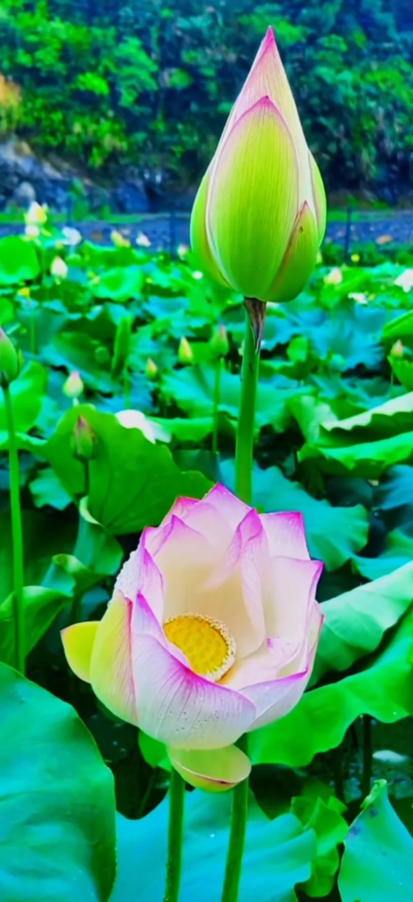 夏至荷花荷叶图片,夏至时节荷花正美图片