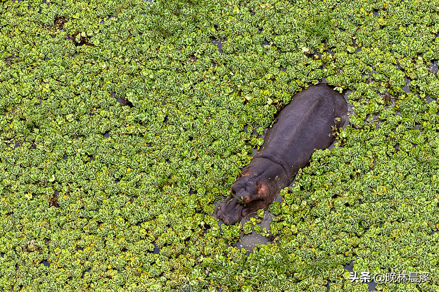 绿色季节：非洲野生动物的光荣照片