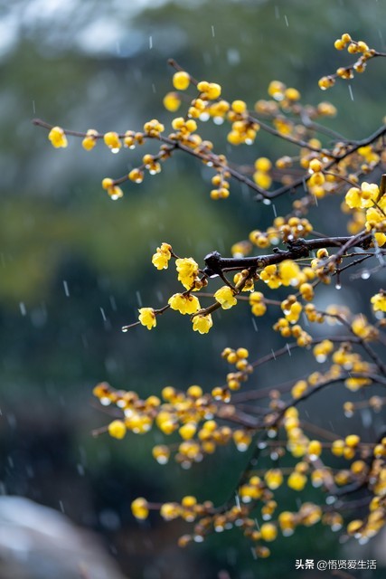 这八种花家里有小孩尽量不要养,6种好看又好养的耐阴花