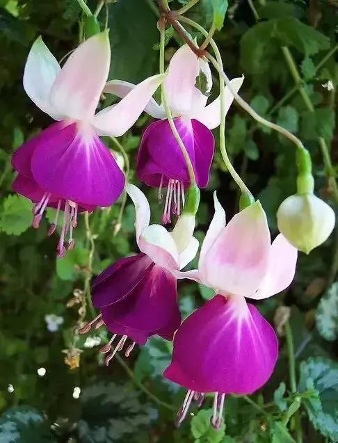 分享图片温暖大图,倒挂金钟花唯美视频