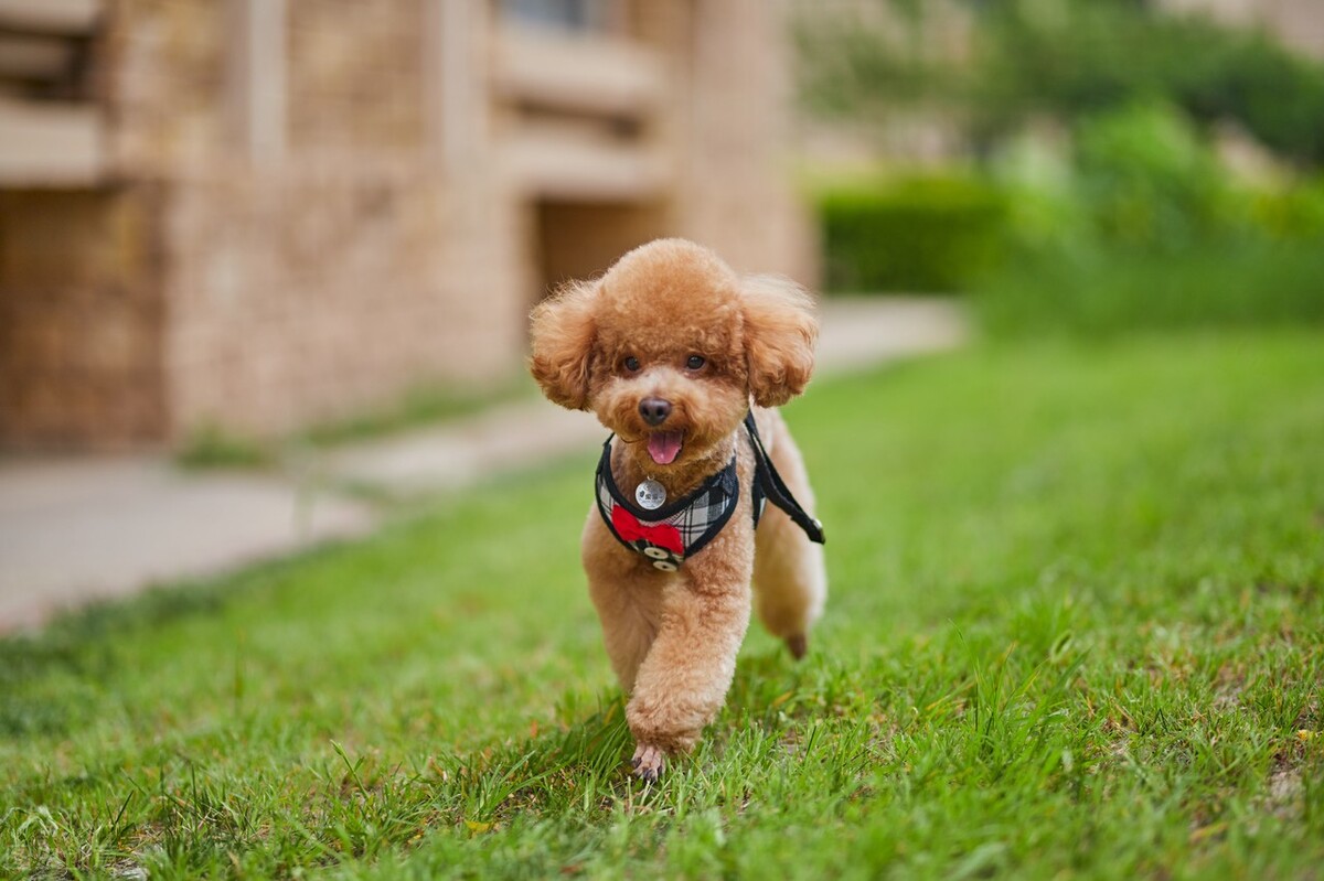 饲养泰迪讲究多,饲养泰迪好方法