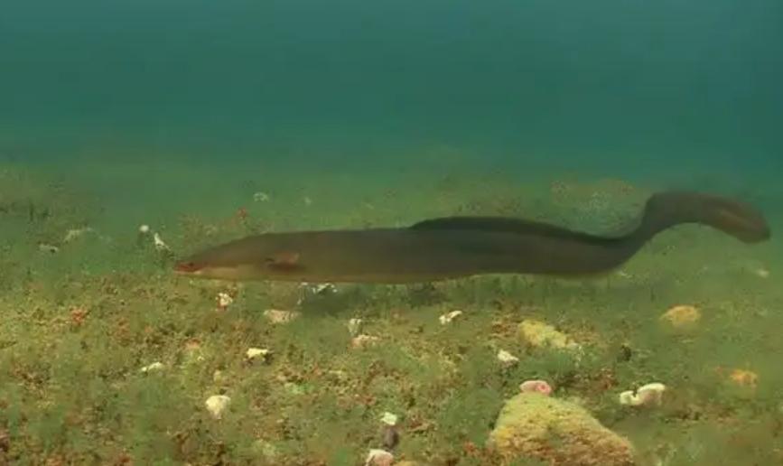 广东一富家女，接手父亲生意，养殖鳗鱼1年，靠4大招年入10亿