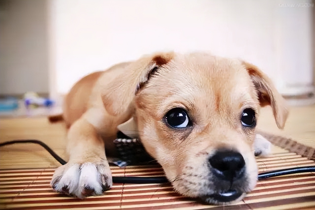 狗狗吃驱虫药拉稀,狗狗拉稀怎么回事啊