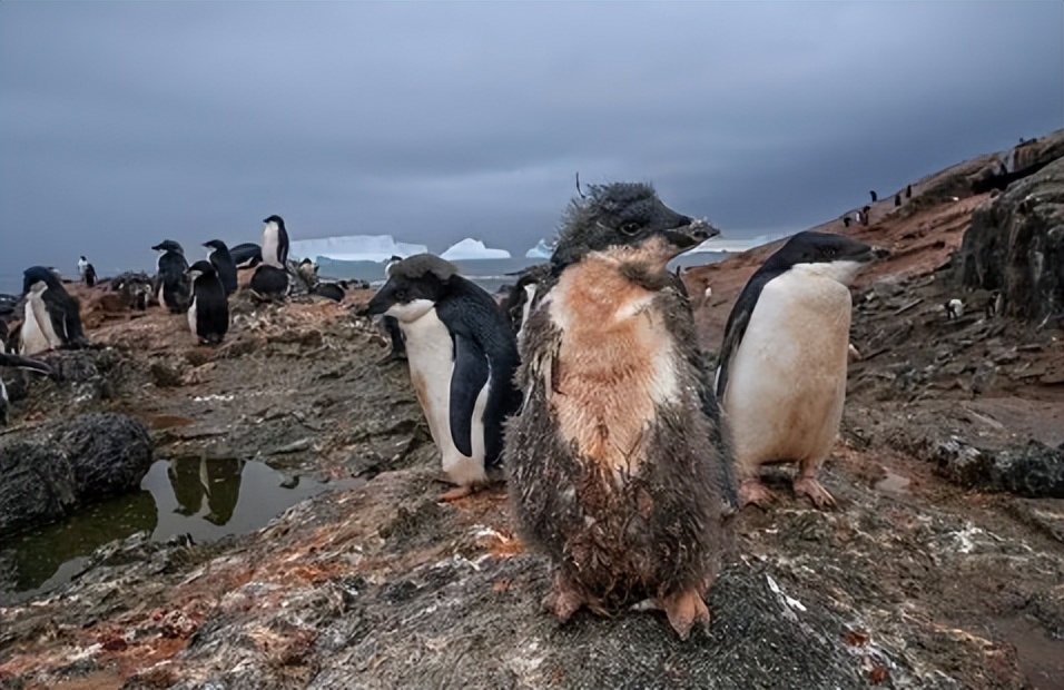 空气污染的不同来源，以及对各个领域的影响，清洁能源迫在眉睫