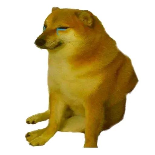 修狗日记全部,修勾日记的原名