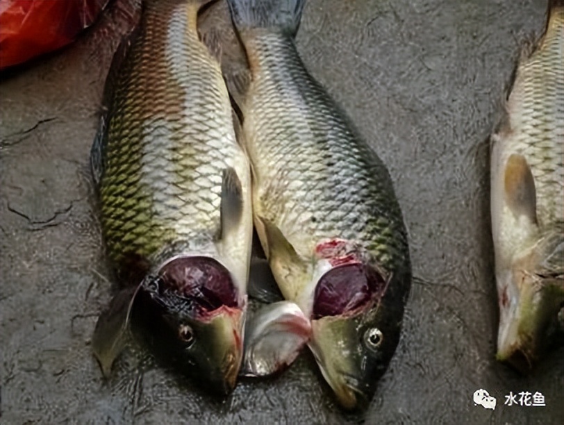 12种水产病害防治,你对水产动物病害的初步认识