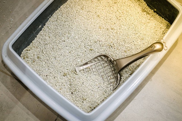 猫咪拉屎不去猫砂盆怎么办,猫咪老是不在猫砂盆里拉屎怎么办