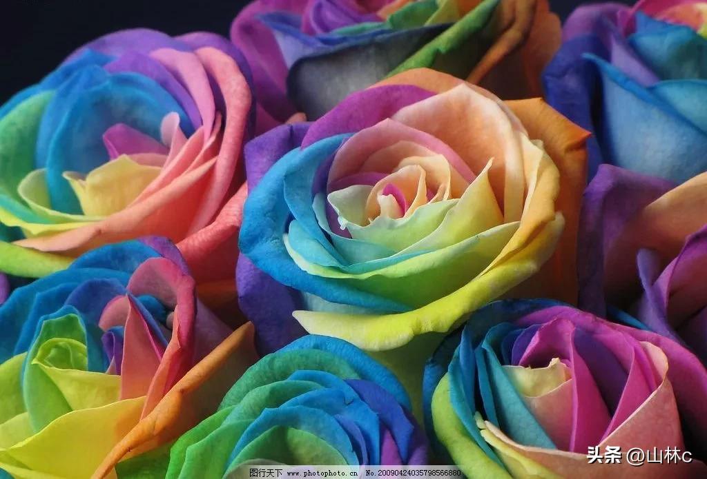 各种各样的鲜花尽情开放争芳斗艳,各种颜色的鲜花开得好美丽动人