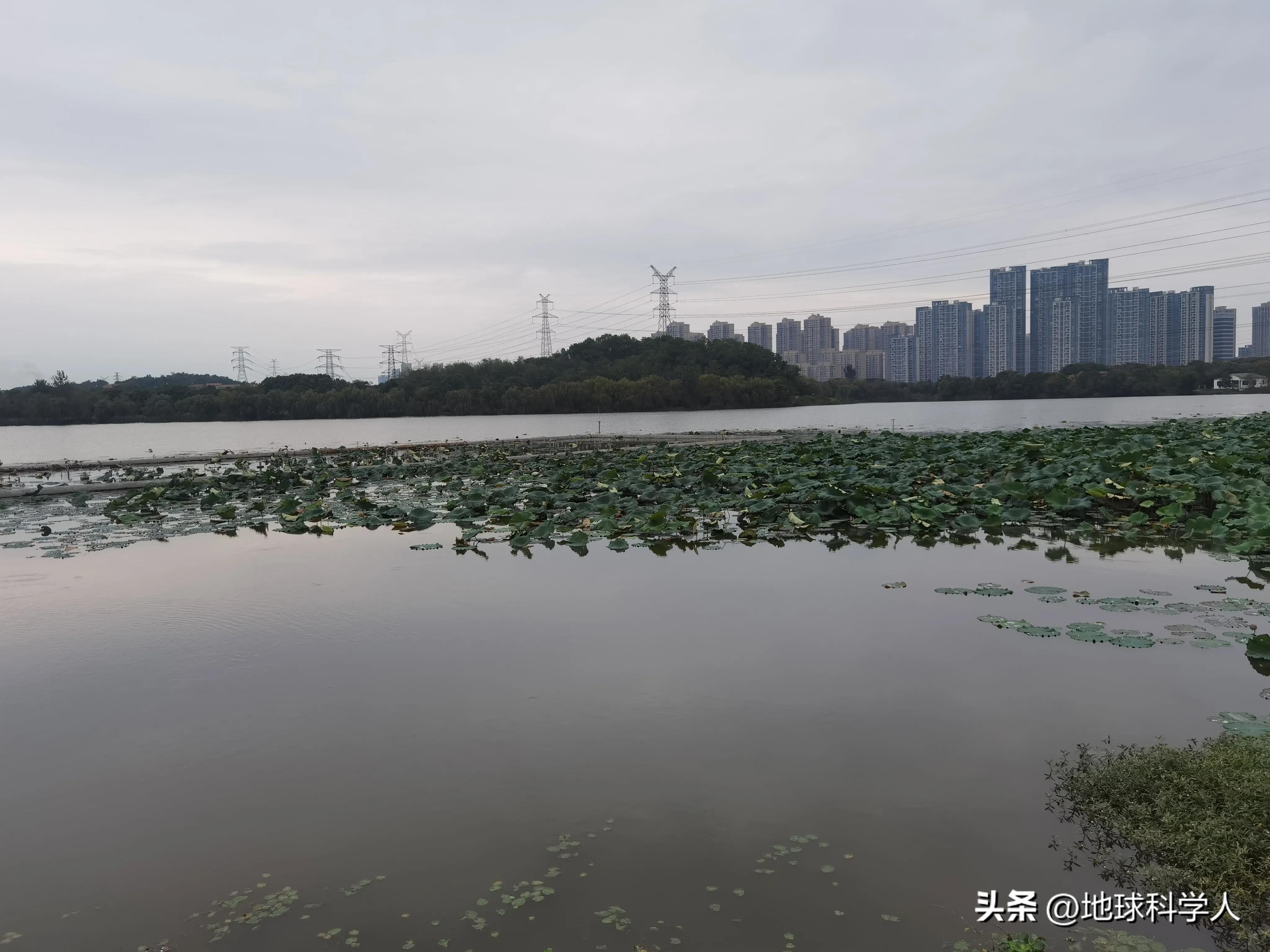 武汉后官湖湿地风景,蔡甸区后官湖国家湿地公园一日游