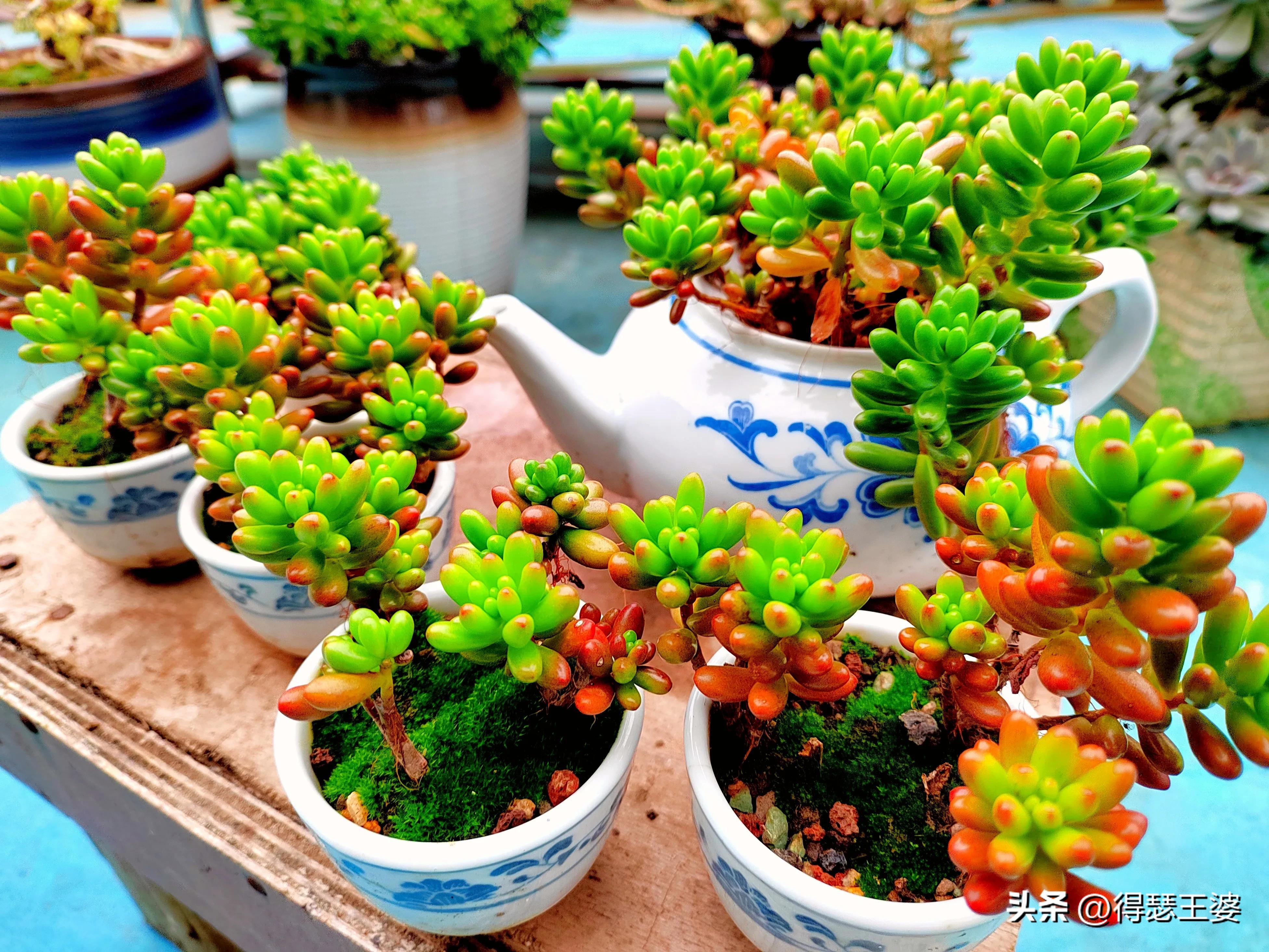 有什么办法切割酒瓶,陶瓷酒瓶如何切开种花