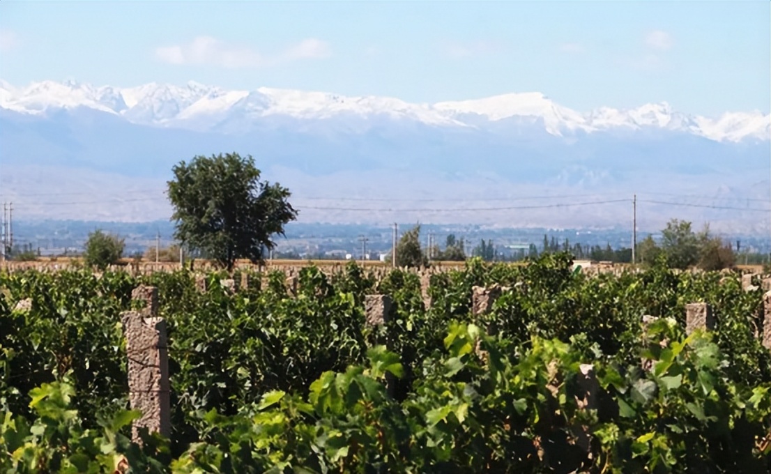 葡萄美酒夜光杯唐诗朗读,葡萄美酒夜光杯的诗意