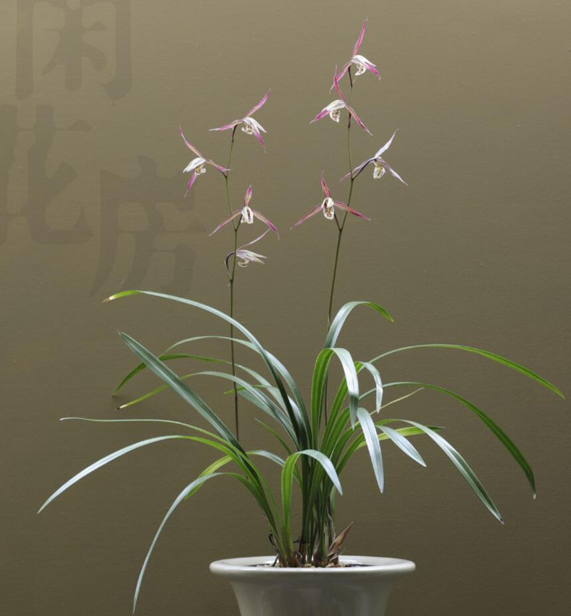 寒兰生长环境图片,寒兰习性