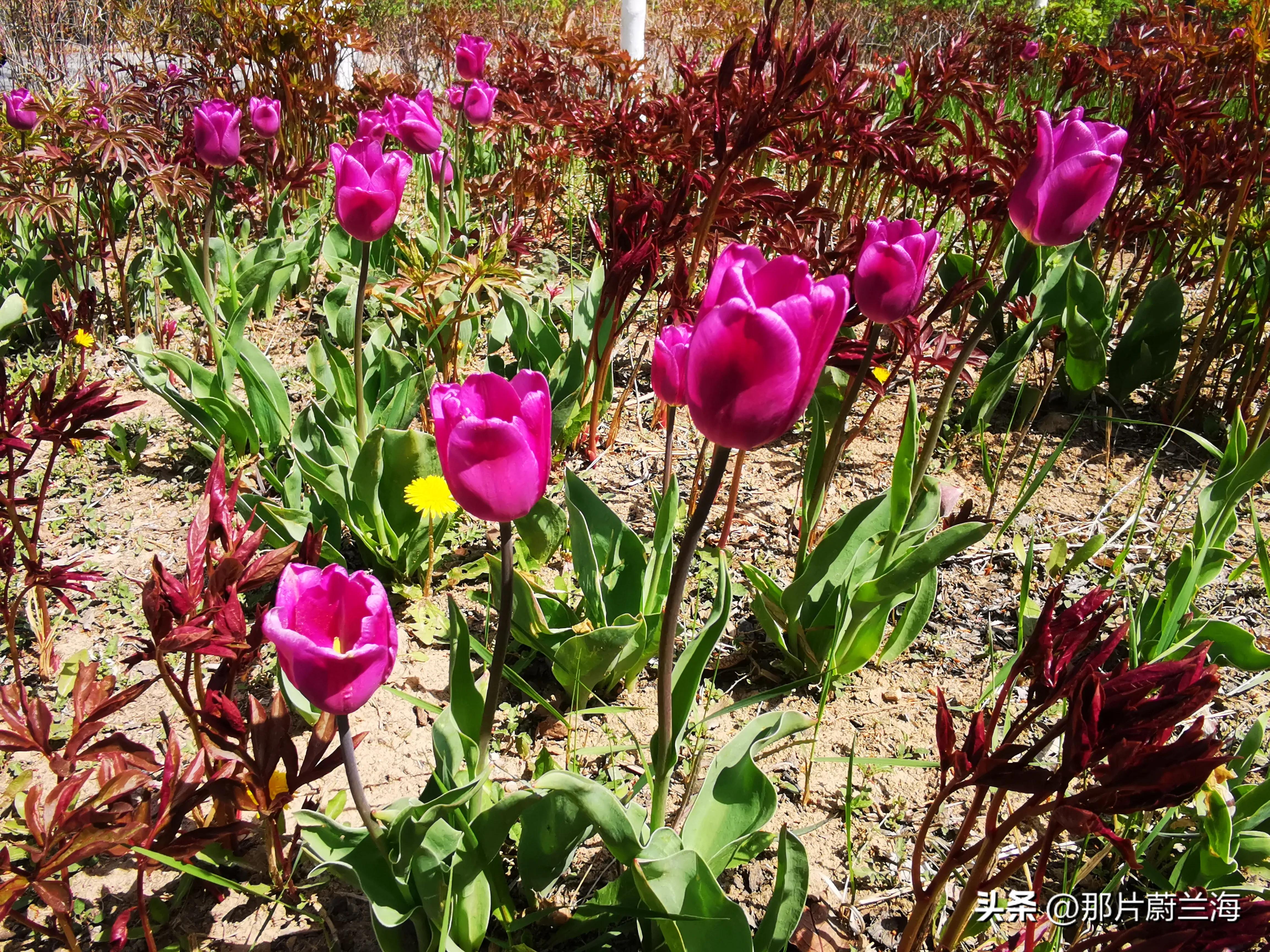 郁金香的花语最浪漫的,郁金香浪漫花语