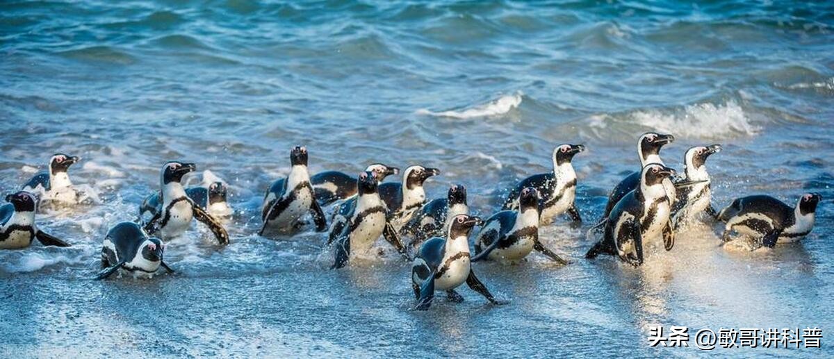 企鹅为什么只有肚子上白色的,为什么企鹅的肚子是白色的