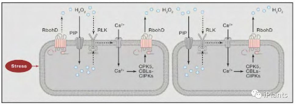cell解读,cell文章解析