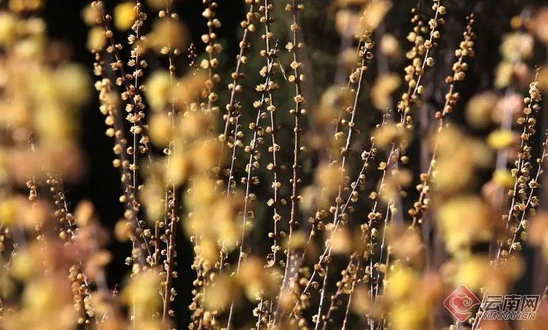 中秋节去云南旅游景点攻略,云南中秋旅游景点大全
