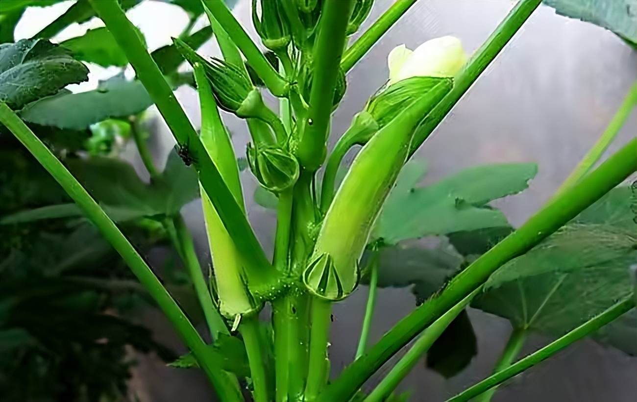 阳台种菜的最佳方法,阳台种菜的方法和技巧大全