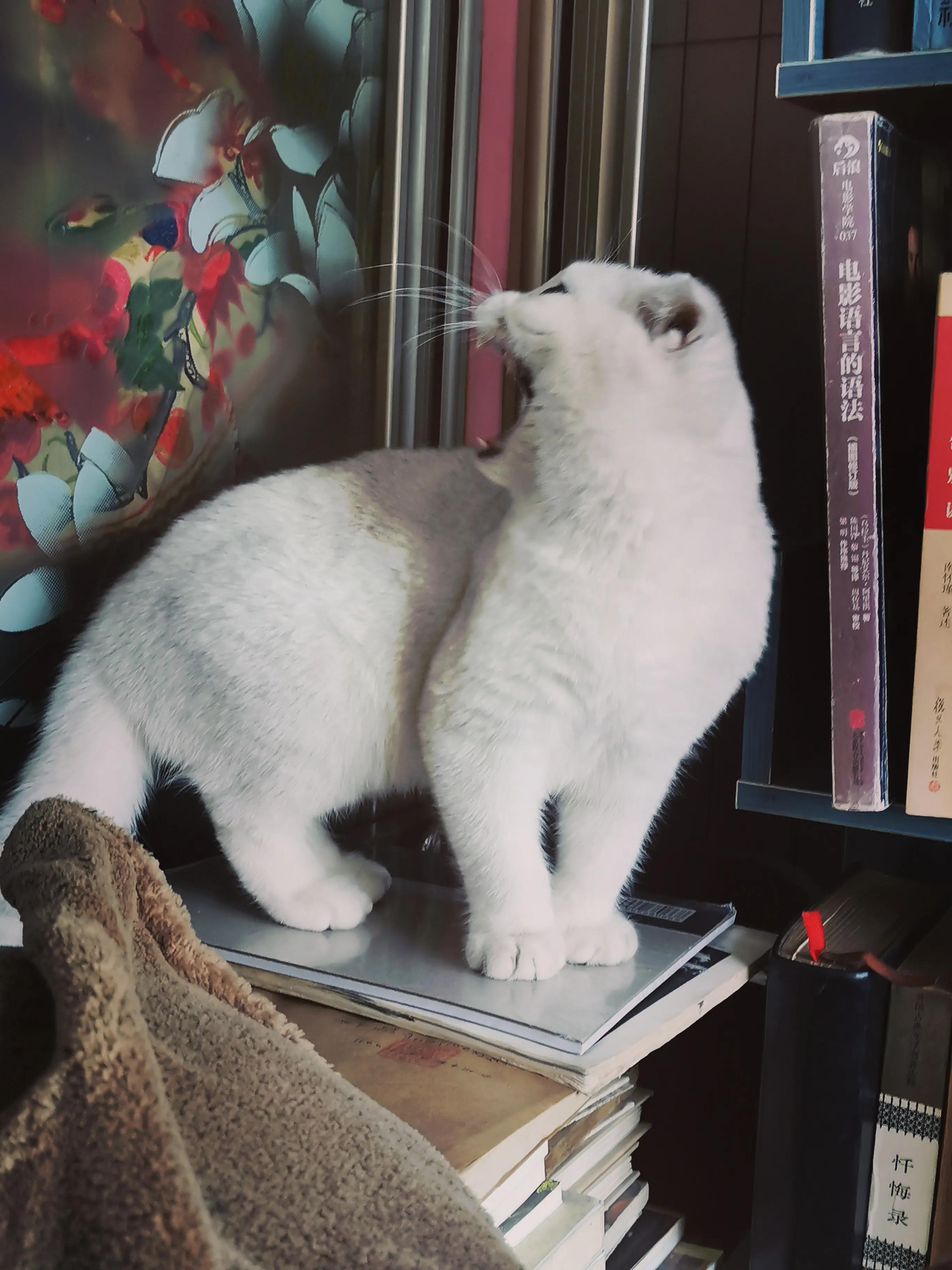 人生如棋走好属于你的那一步,人生如棋局每走一步不许回头