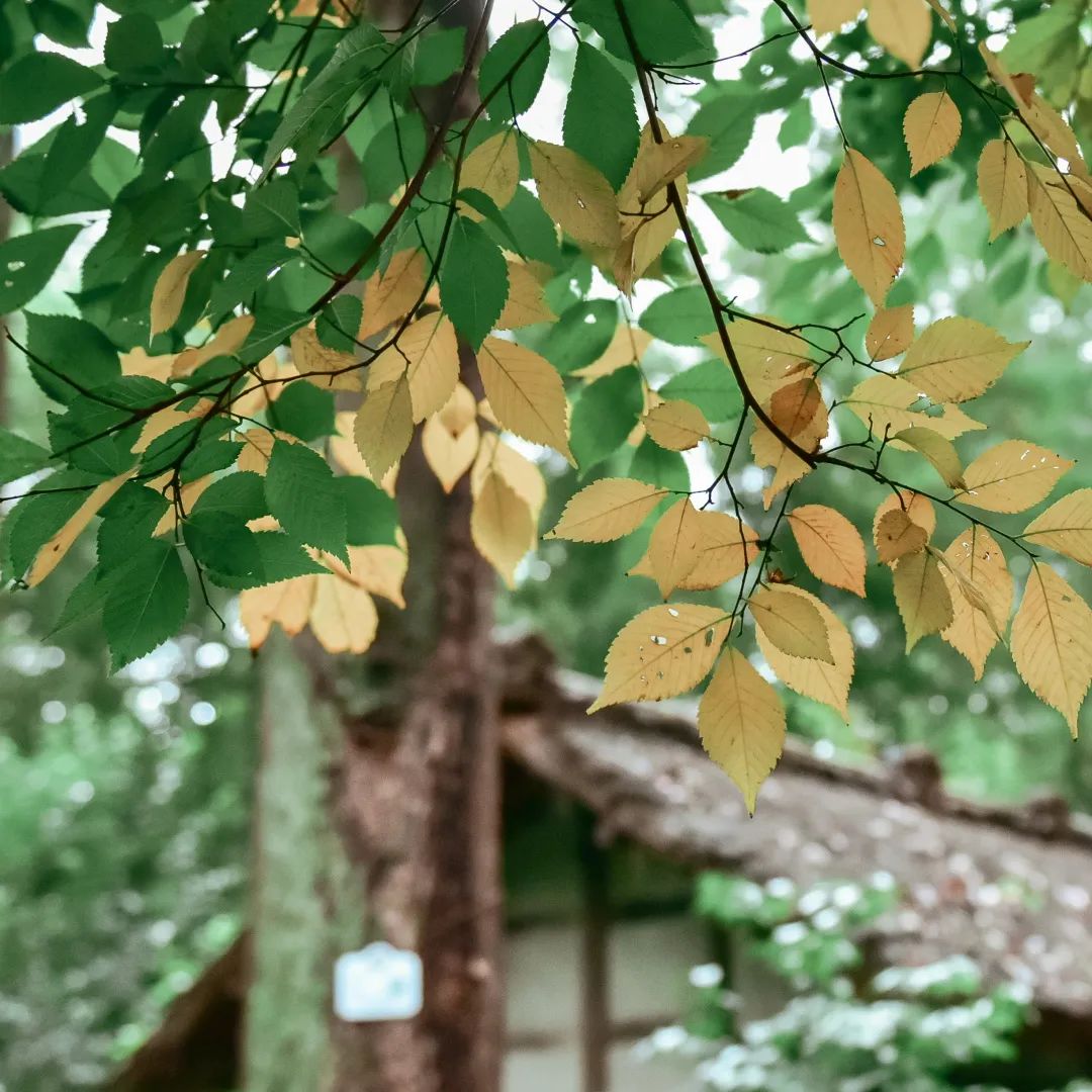 今日秋分丨秋实春华，草堂浮生