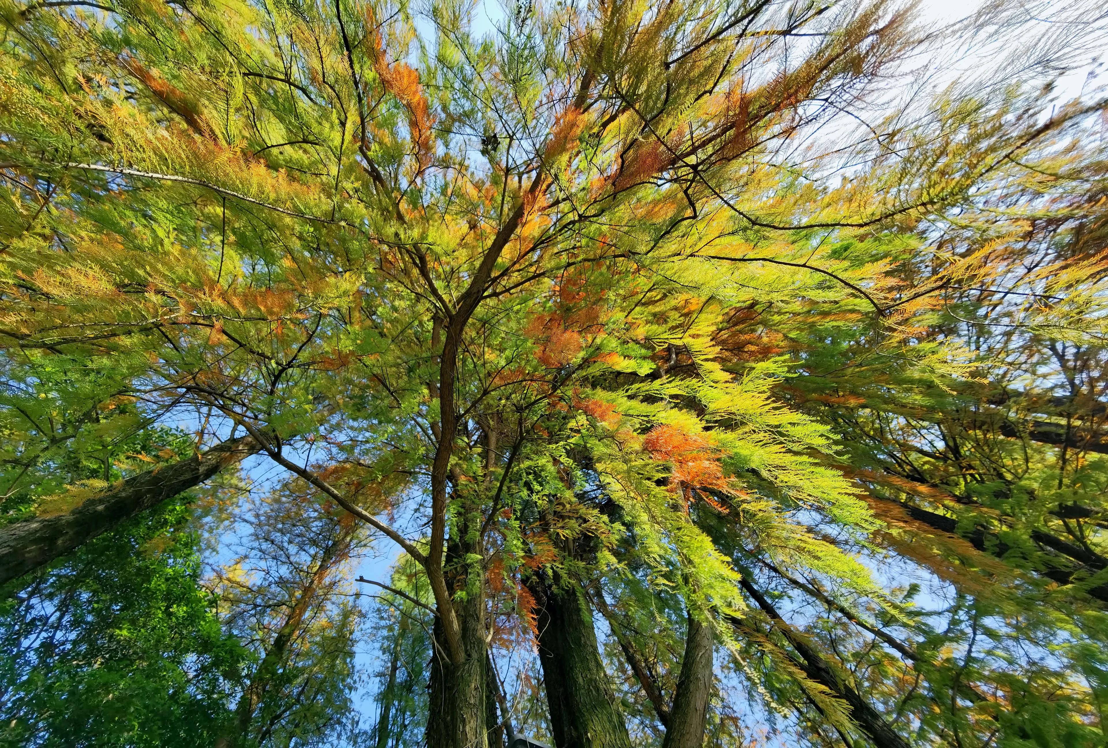 桂林的桂湖在哪里,桂林两江四湖之桂湖