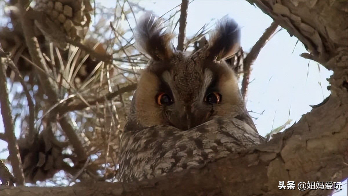 带你真切看人间的宝藏纪录片top10,十一长假适合带孩子看的纪录片