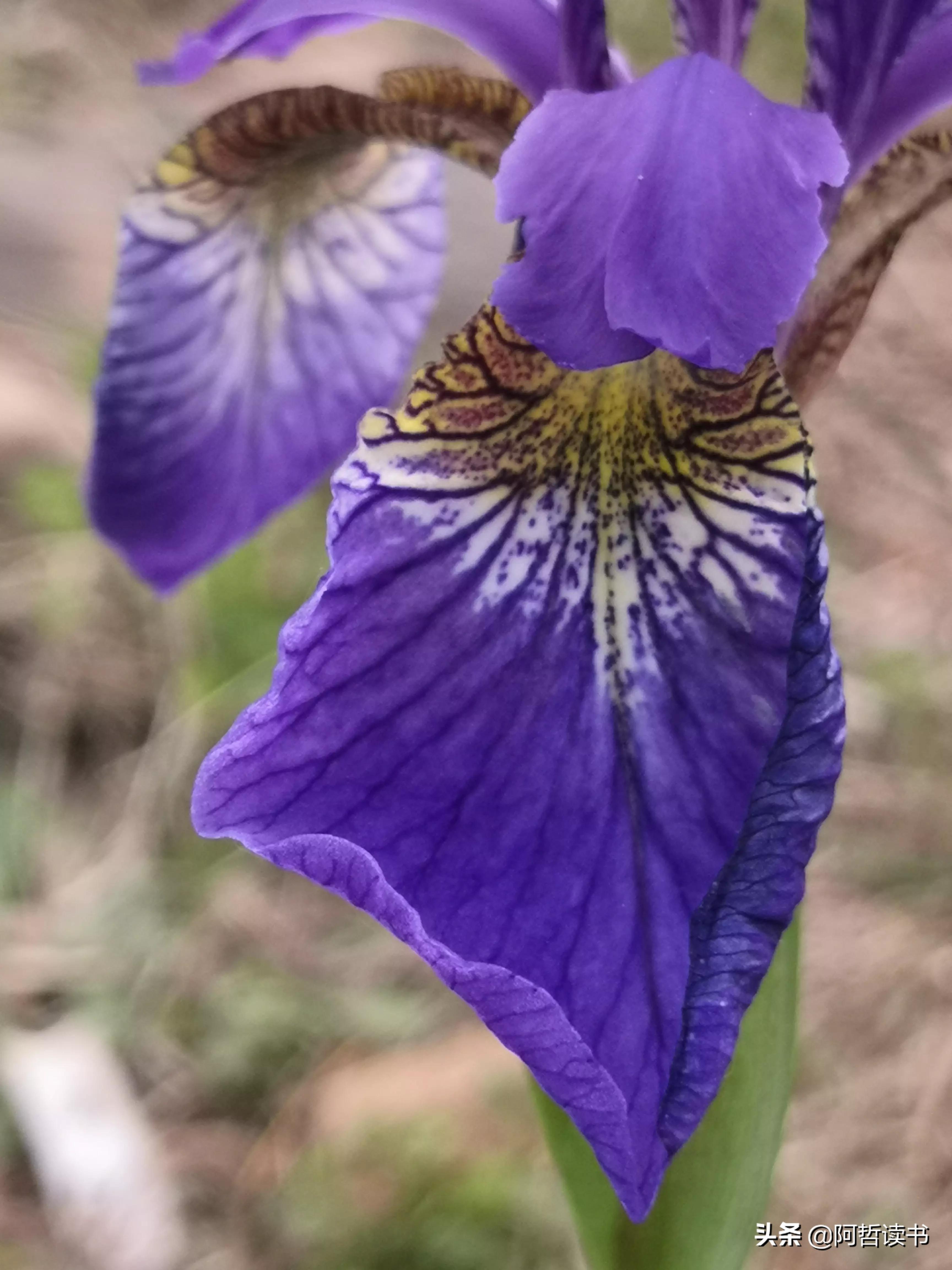 婀娜多姿鸢尾花,鸢尾花婀娜多姿